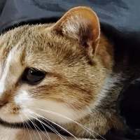 ぽんちゃん