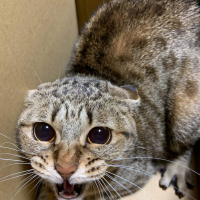 ユキ