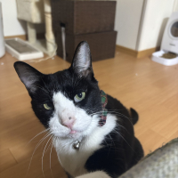 はち
