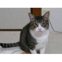 れんま