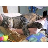 ちゃーちゃ
