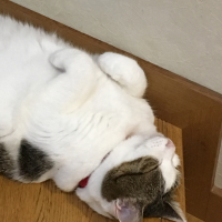 にゃあにゃ?