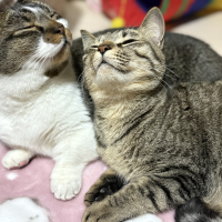 チョコ