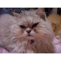 りりぃねーさん