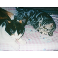 ももとチャチャ