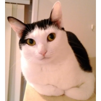 ニャーダ