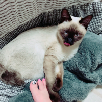 ぷっち