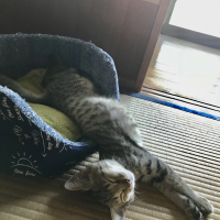ココア