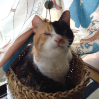 もこ