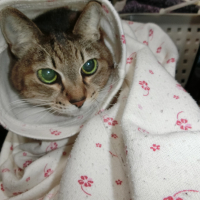 シュシュ