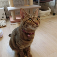 マロン
