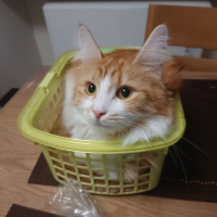 みぁ