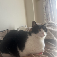 べこ