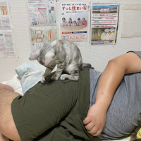 ルフレ