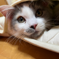 マカロン