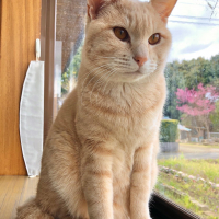 タビ