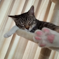 むぎ