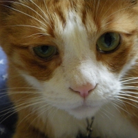 ピータ・ケイサリン