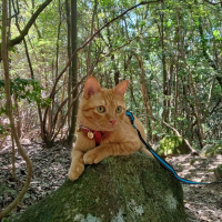 みかん