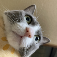 紬