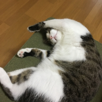 ゴロー