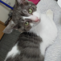 チッチ