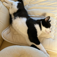 ハチ