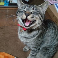 つつじ