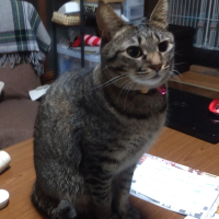 さつき