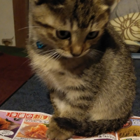 ビビ