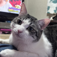ミエル