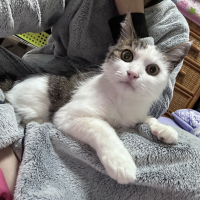 チビ太