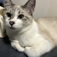 チロ