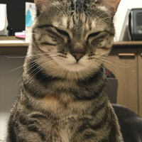 キアヌ