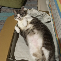 シャオ
