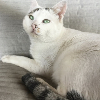 ハーレクイン猫