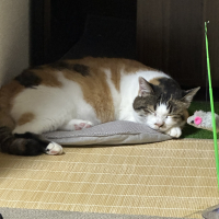 くるみ