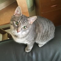 ゴマシオ