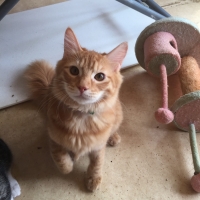 コンブショウユ