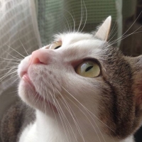 ワカメ