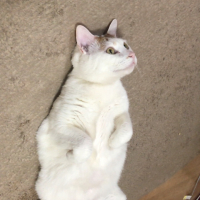 にこ