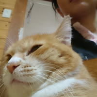 ニャン