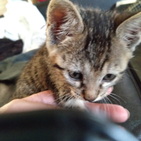 きなこ