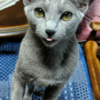 ことぶき