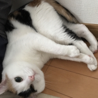 ミカン