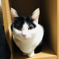 みるちゃん