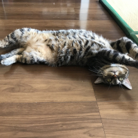 クロ