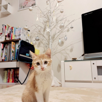 ラテ