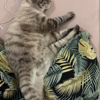 ライ