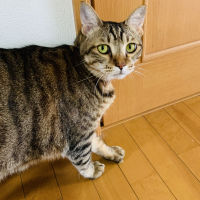 ハル(春)